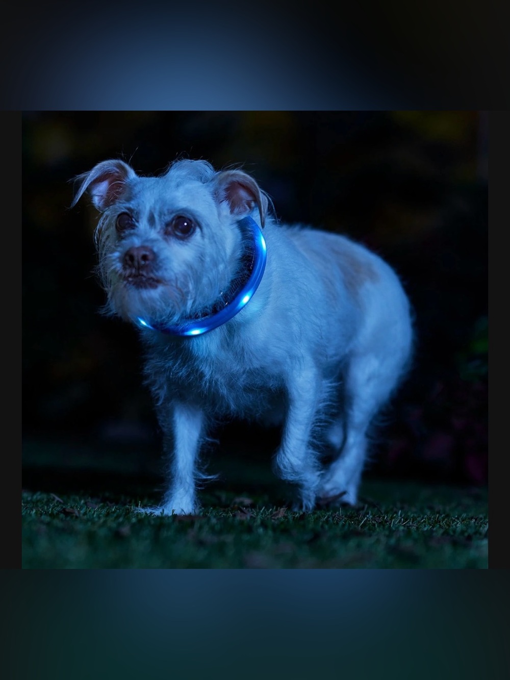 Frisco Nighttime Safety LED Necklace Size Small NWT